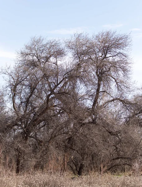Bladloze boomtakken tegen de blauwe lucht — Stockfoto
