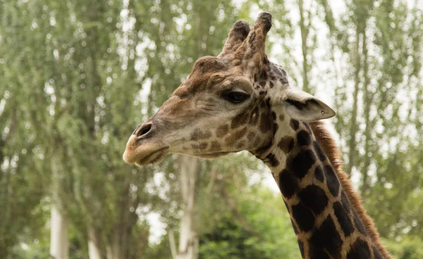 Jirafa en el zoológico — Foto de Stock