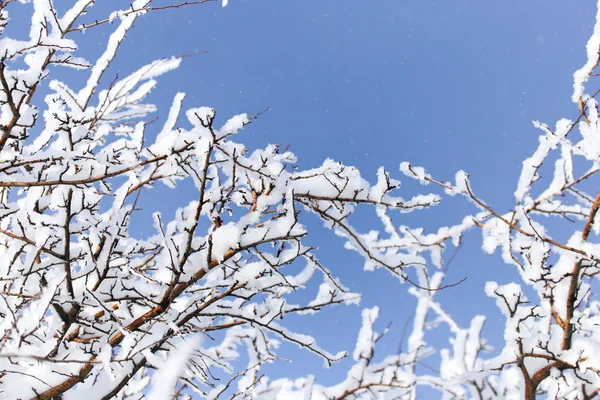 Egy fa ága a hóban a kék ég ellen. — Stock Fotó