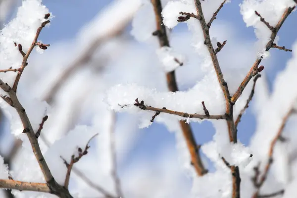 Gren av ett träd i snön mot den blå himlen — Stockfoto