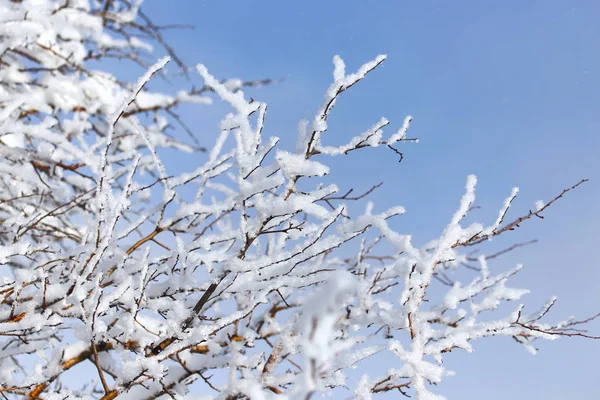 Tak van een boom in de sneeuw tegen de blauwe lucht — Stockfoto