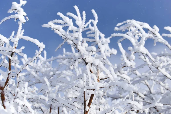 Гілка дерева в снігу на фоні блакитного неба — стокове фото
