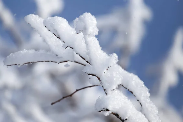 Gren av ett träd i snön mot den blå himlen — Stockfoto