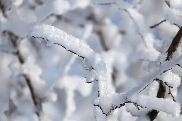 Ramo de árvore na neve no inverno — Fotografia de Stock