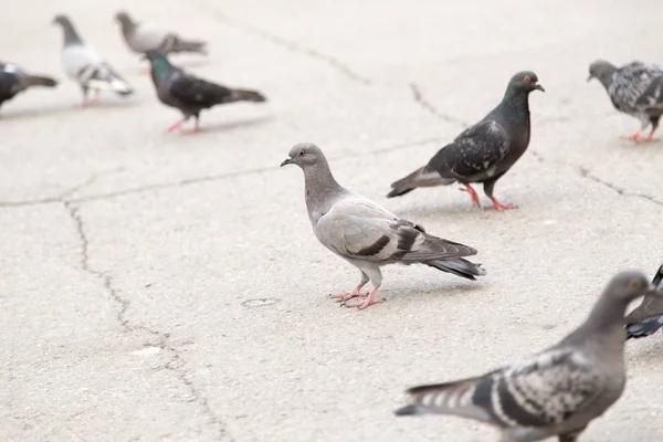 Taube auf der Straße — Stockfoto