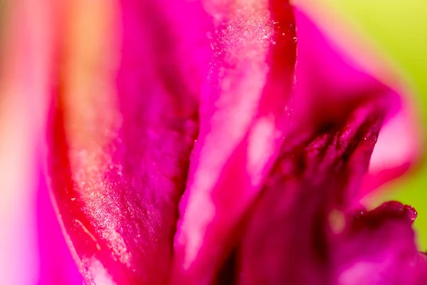 Rosa blomma. Super makro — Stockfoto