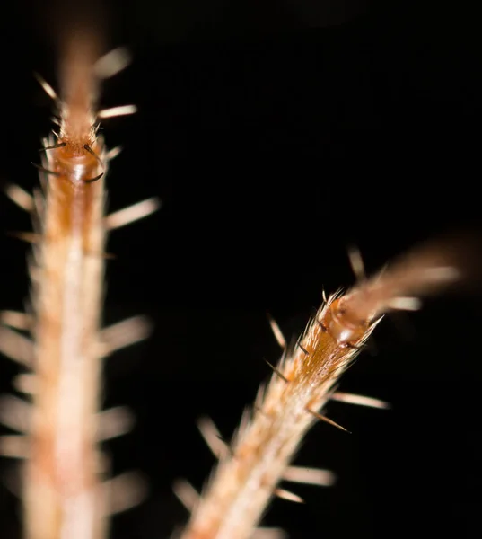 Foot spider. close — Stock Photo, Image