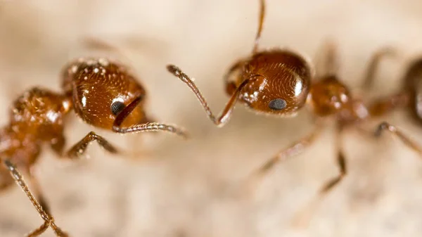 Semut di alam. super makro — Stok Foto