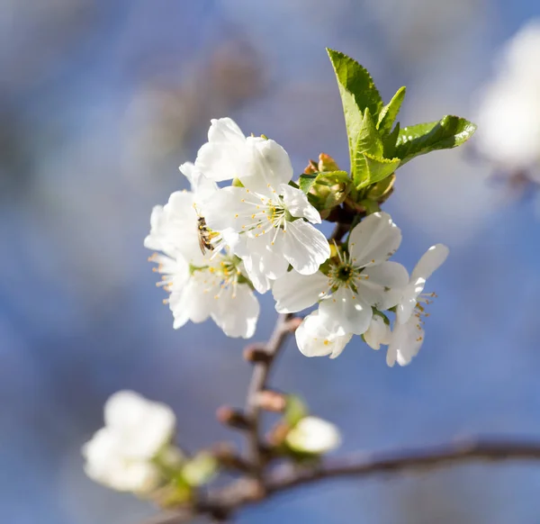Цветы на дереве на фоне голубого неба — стоковое фото