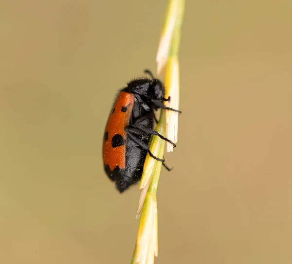 Escarabajo rojo en la naturaleza. cerrar — Foto de Stock