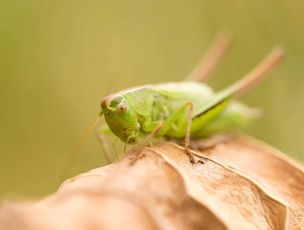 Sprinkhaan in de natuur. sluiten — Stockfoto