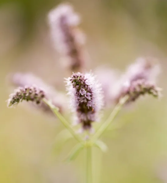 Fialový květ v přírodě — Stock fotografie