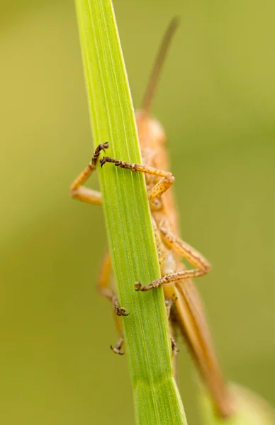 Sprinkhaan in de natuur. sluiten — Stockfoto