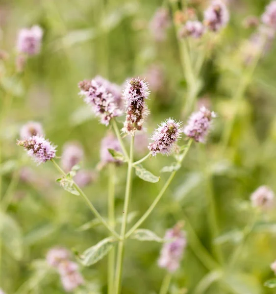 Purple flower in nature — Stock Photo, Image