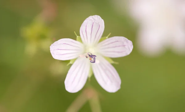 Vit blomma i naturen — Stockfoto