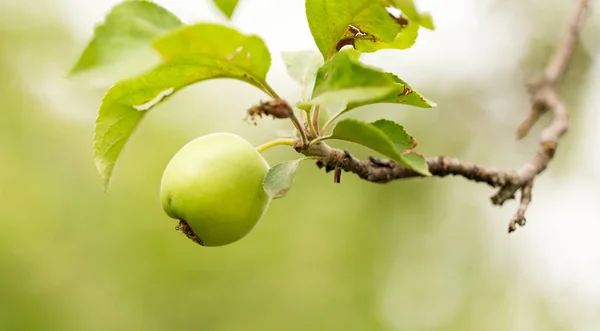苹果在树上的自然 — 图库照片
