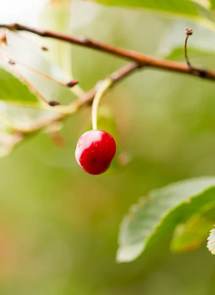 Röda körsbär på natur — Stockfoto