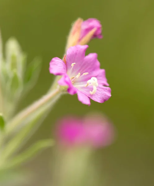 Розовый цветок в природе — стоковое фото