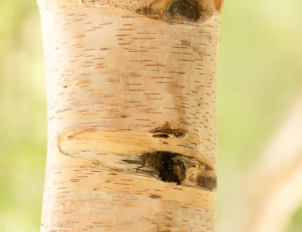 Tronco di betulla selvatico in natura — Foto Stock