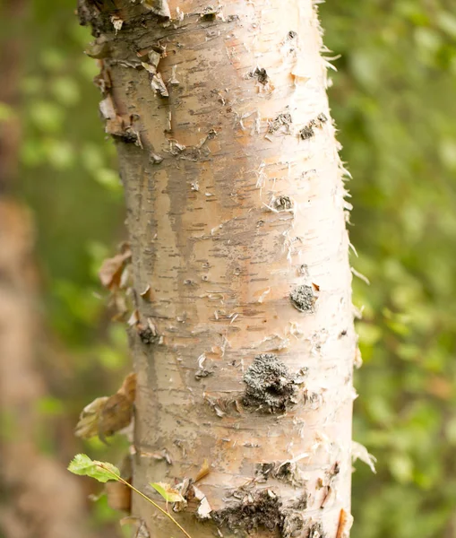 자연에서 야생 자작나무 트렁크 — 스톡 사진