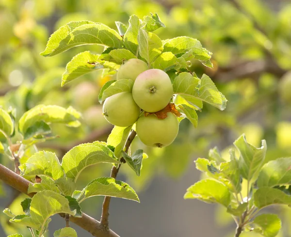 Apple on tree in nature — Stock Photo, Image