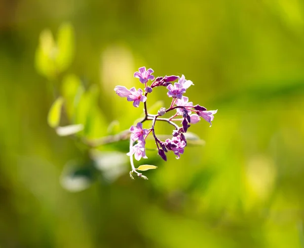 Beautiful little flowers in nature — Stock Photo, Image