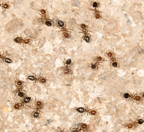 Karıncalar yere. Kapat — Stok fotoğraf