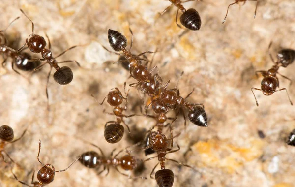 Hormigas en el suelo. cerrar — Foto de Stock