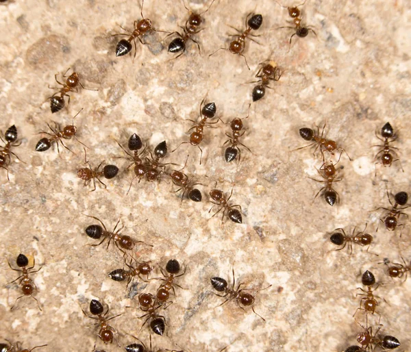 Ants on the ground. close — Stock Photo, Image