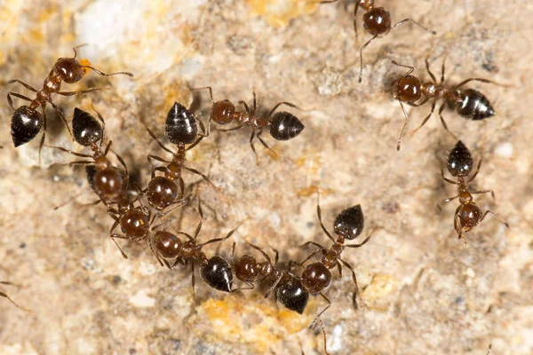 Mieren op de grond. sluiten — Stockfoto