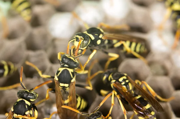 Wespe auf Bienenstöcken — Stockfoto