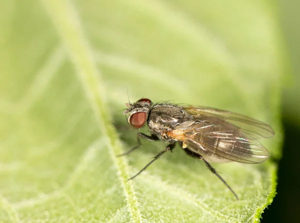 Fly on a green leaf. close — Stock Photo, Image