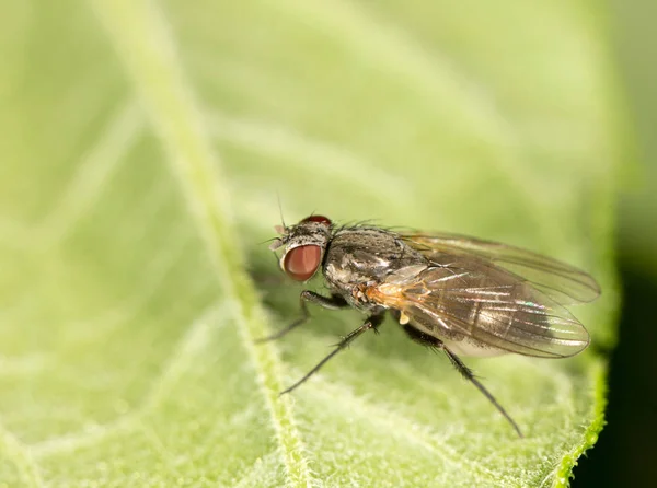 Flyger på ett grönt blad. Stäng — Stockfoto