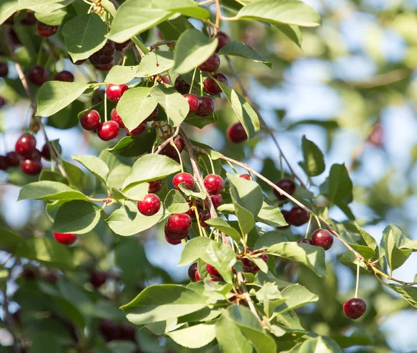 Modne kirsebær på treet – stockfoto
