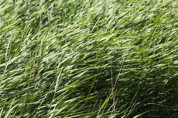 Cañas verdes en la naturaleza —  Fotos de Stock