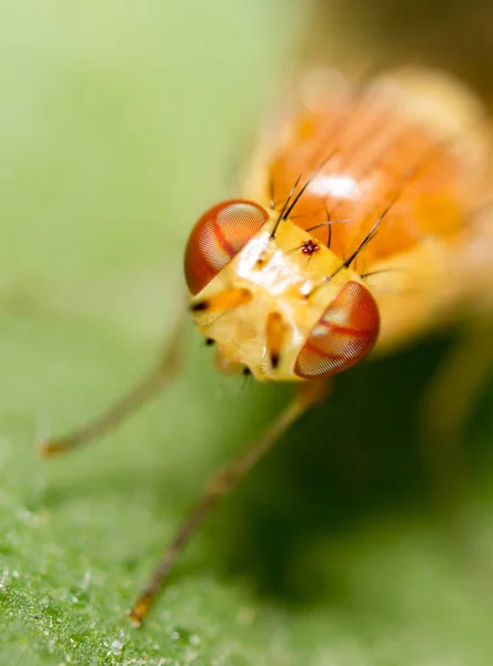 Volar en la naturaleza. cerrar — Foto de Stock