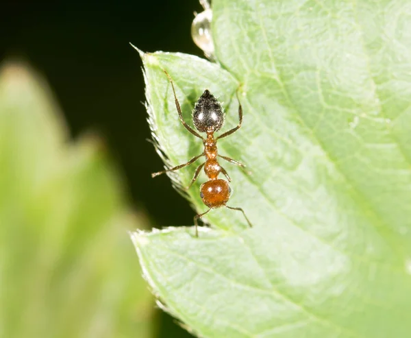 Ant on green leaf in nature. close-up — Stock Photo, Image