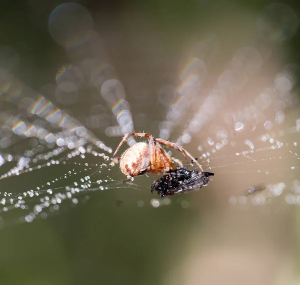 Gotas de agua en una tela de araña con una araña en la naturaleza —  Fotos de Stock