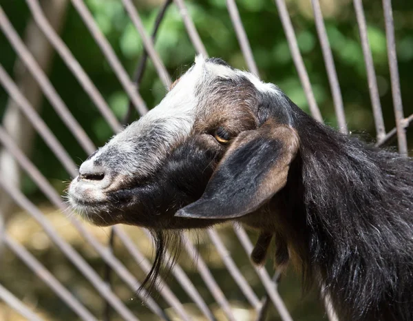 Geten bakom ett staket på zoo — Stockfoto