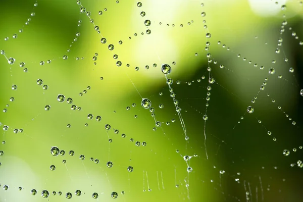 Wassertropfen auf einem Spinnennetz in der Natur — Stockfoto