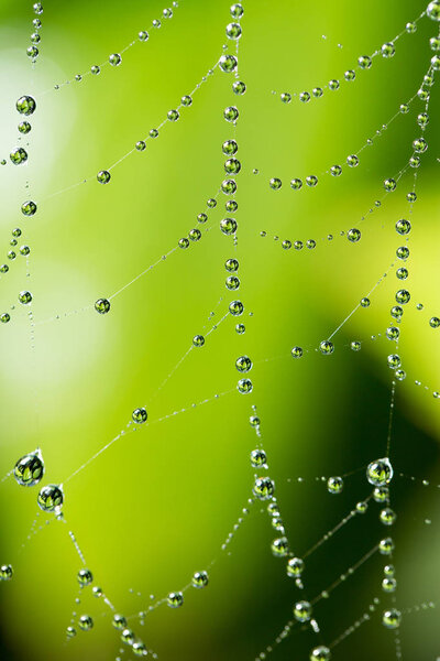 water droplets on a spider web in nature