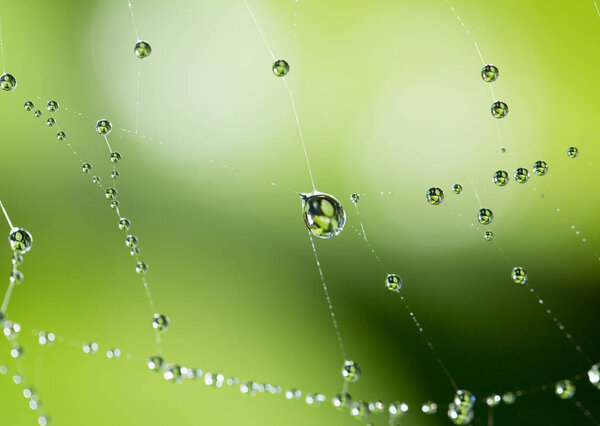 water droplets on a spider web in nature