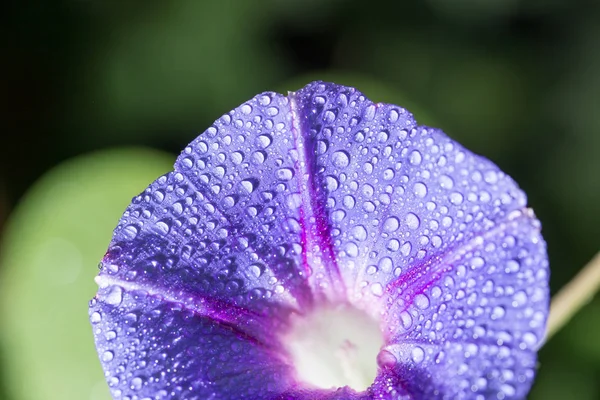 Droppar vatten på en blå blomma. Stäng — Stockfoto