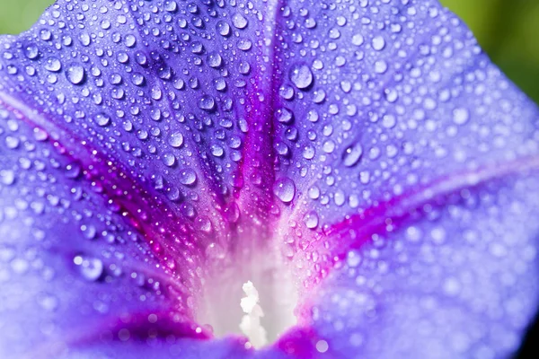 Csepp vizet egy kék virág. zár — Stock Fotó