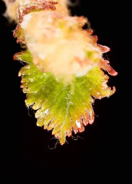 포도 잎입니다. 클로즈업 — 스톡 사진