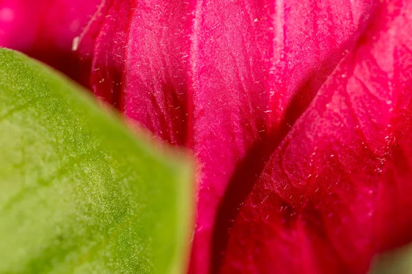 Kırmızı çiçek. Super makro