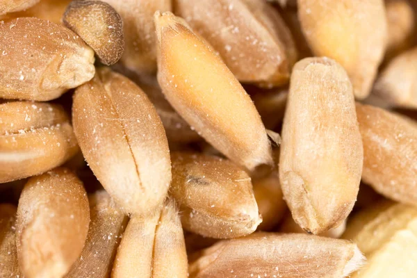 buğday tanesi. Super makro