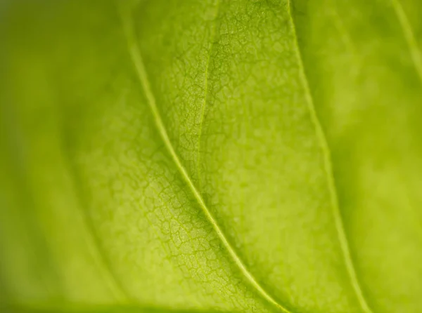 Vacker bakgrund av gröna växters blad — Stockfoto