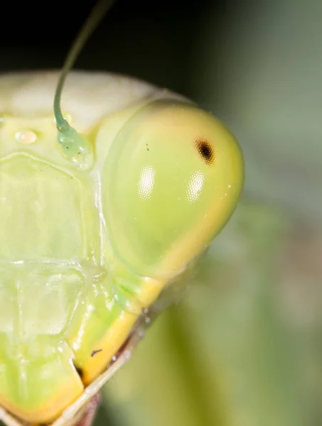 Porträtt av en praying mantis. Super makro — Stockfoto