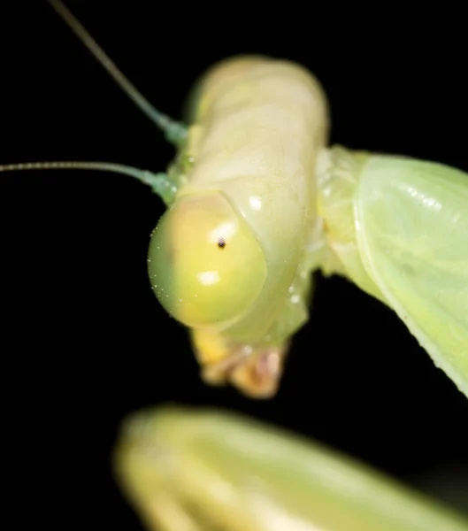 Retrato de una mantis religiosa. super macro — Foto de Stock